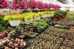 Comment choisir le meilleur terreau horticole pour vos plantations ?