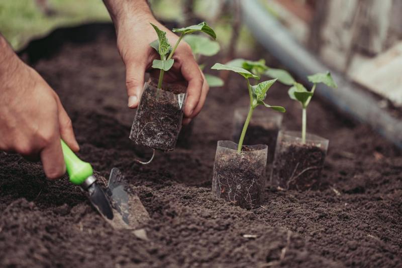 Terreau de plantation : les secrets d'une pousse r&eacute;ussie